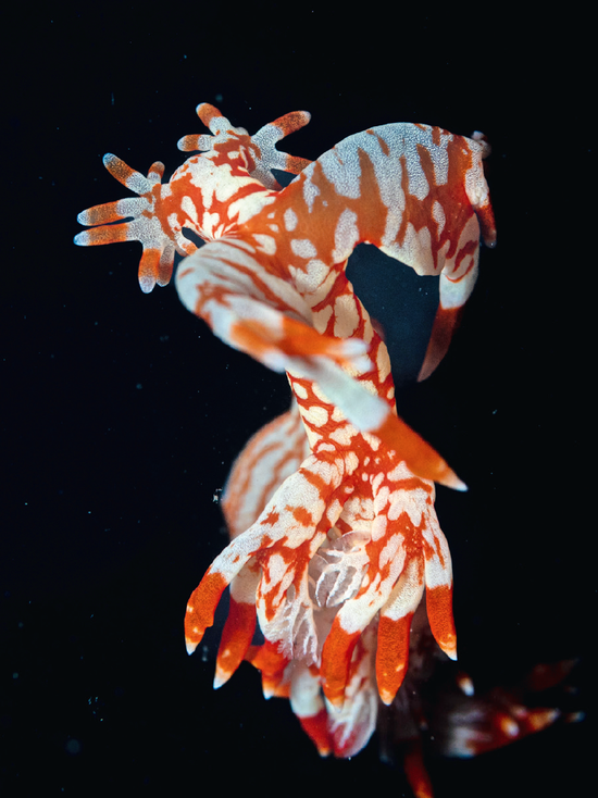 sZOuBU9FH9E8vBX3.jpg