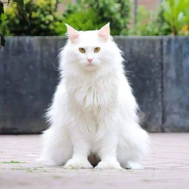 EpCwzoqXKRXERLoX.jpg