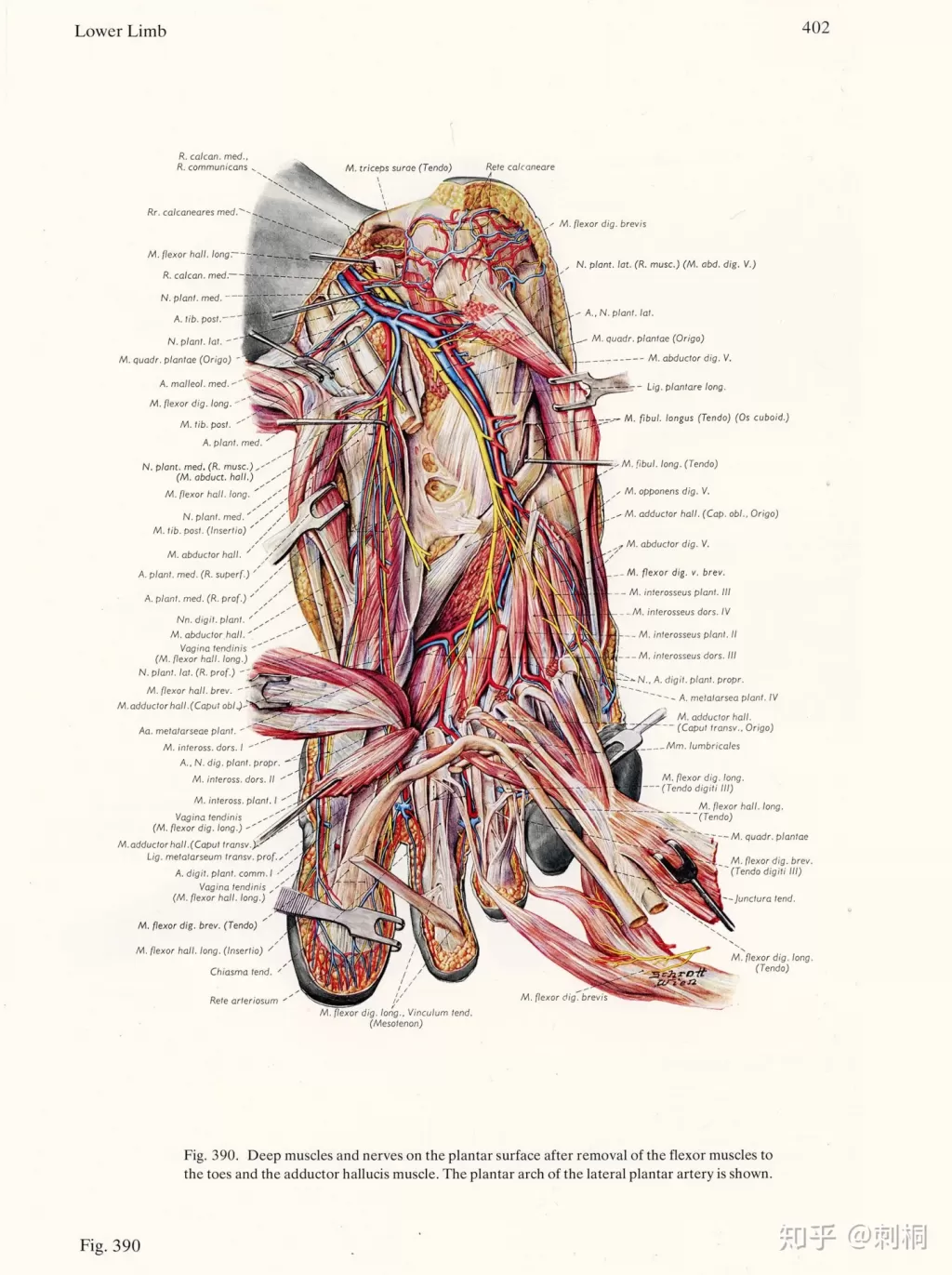 v2-6257b691cb1b7a9f9cf1b46e6ba235ee_1440w.webp