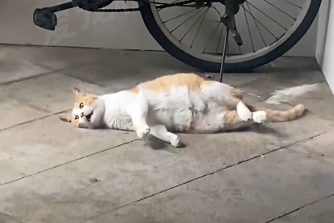 YGFNdV1n8nPxC6id.jpg