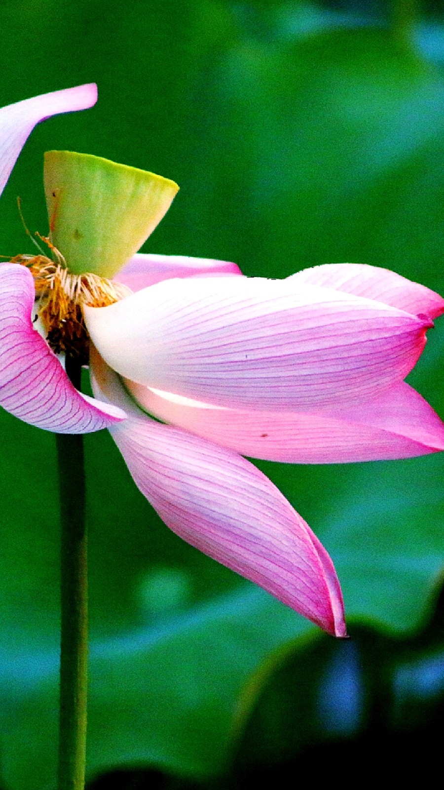 精美绝伦，高清桌面手机壁纸 103.jpg