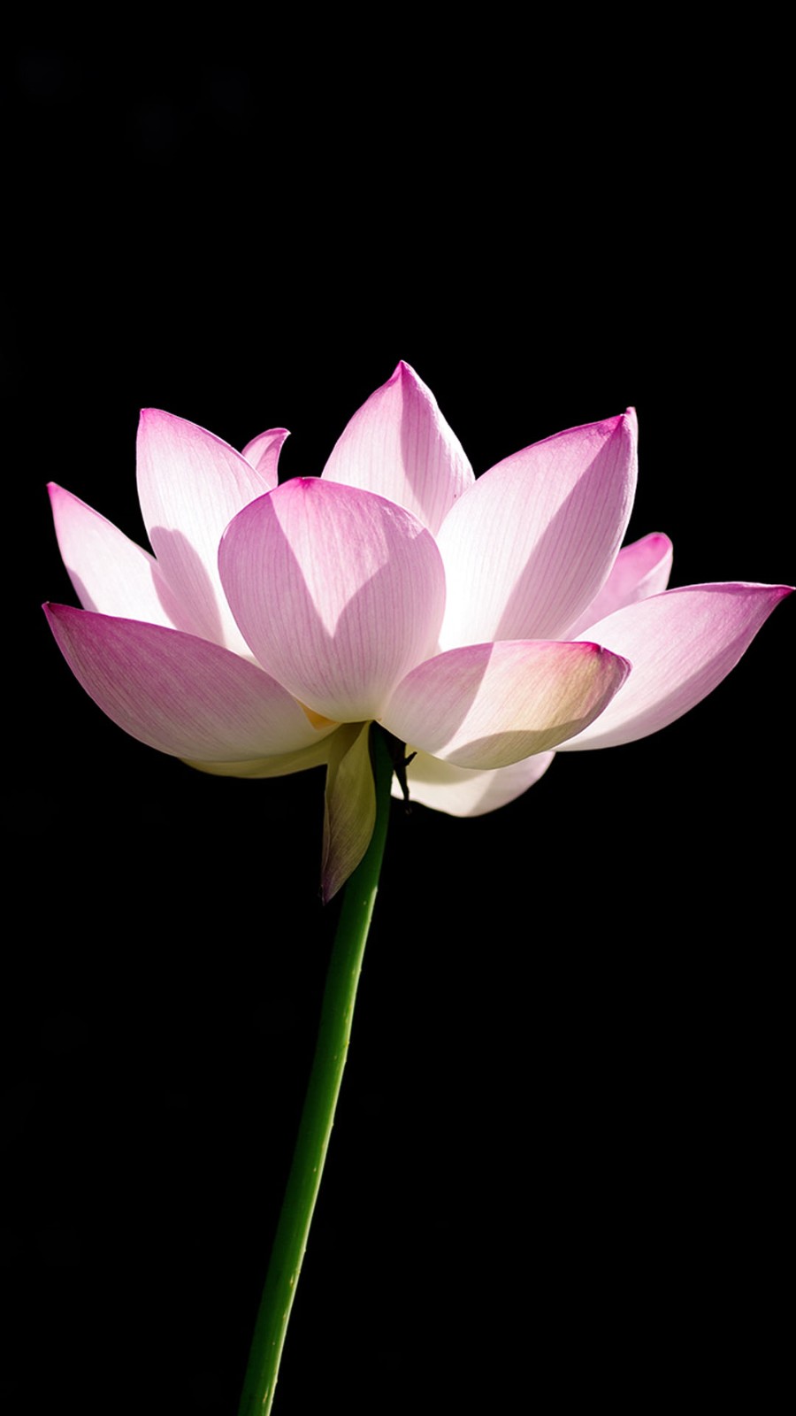 精美绝伦，高清桌面手机壁纸 151.jpg