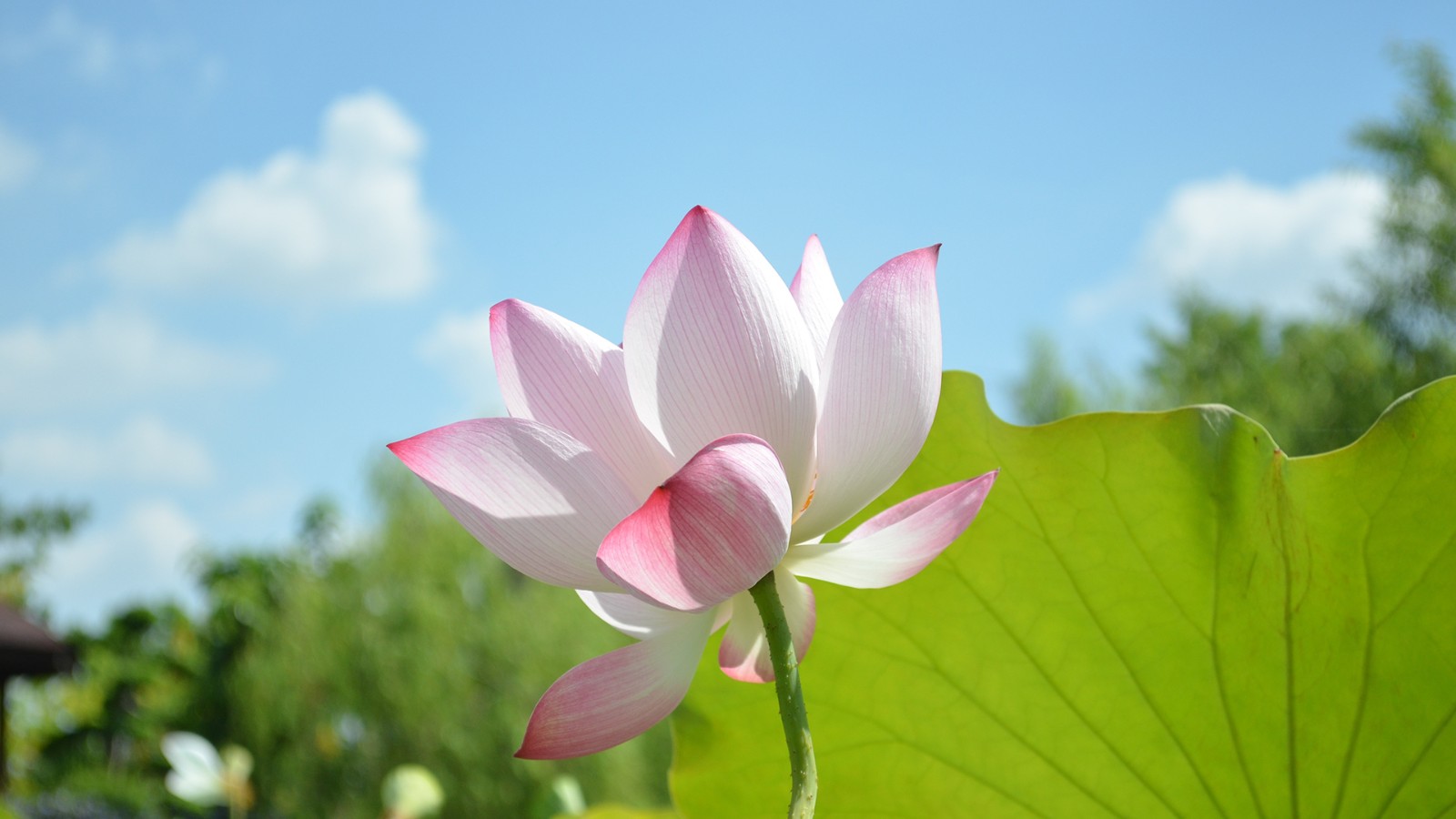 精美绝伦，高清桌面手机壁纸 545.jpg