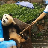 熊猫与游客合影一脸无奈，当来了一位美女，熊猫的表现惹人笑 ...